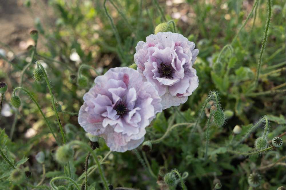 Vallmo 'Amazing Grey' (frö)